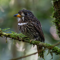 White-chested Puffbird